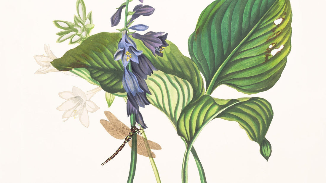 Collection Notes: Priscilla Susan Bury’s Botanical Plates