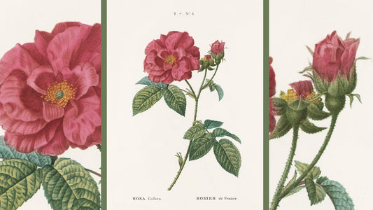 Artist Notes: Pierre-Joseph Redouté and the Rose of France