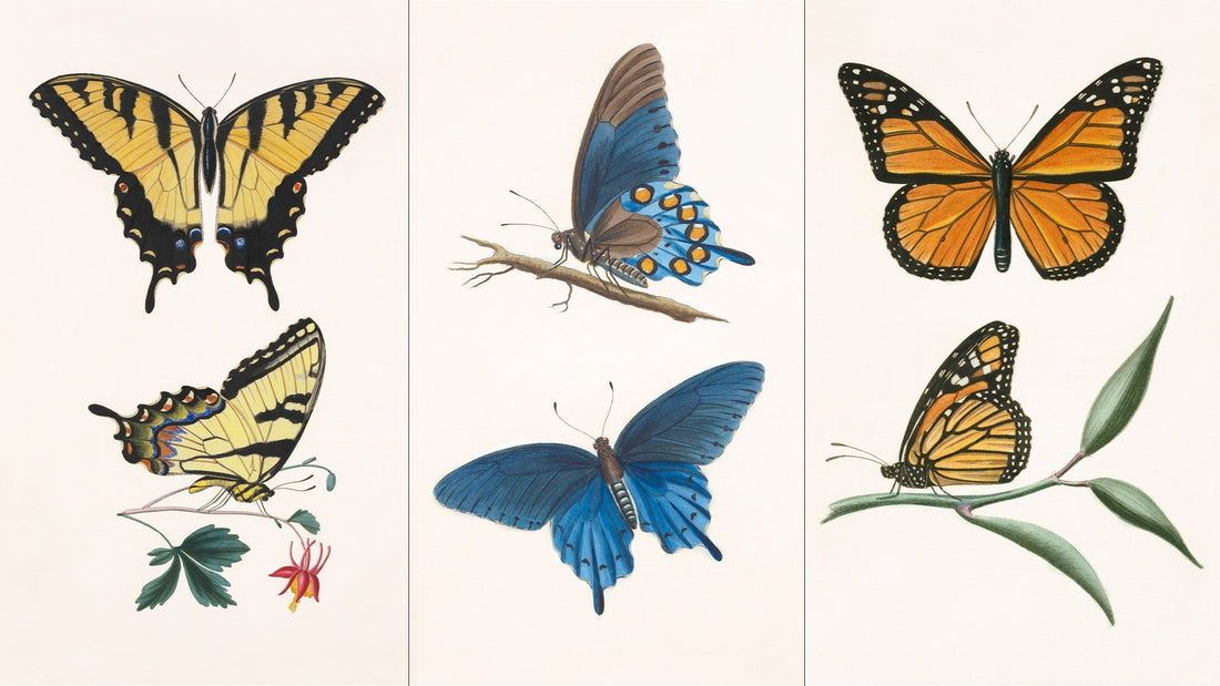 Thomas Say and the Art of American Natural History