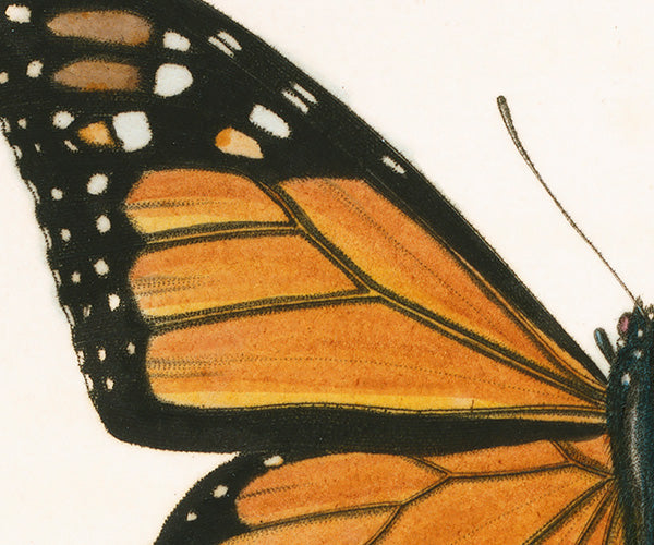 Natural History