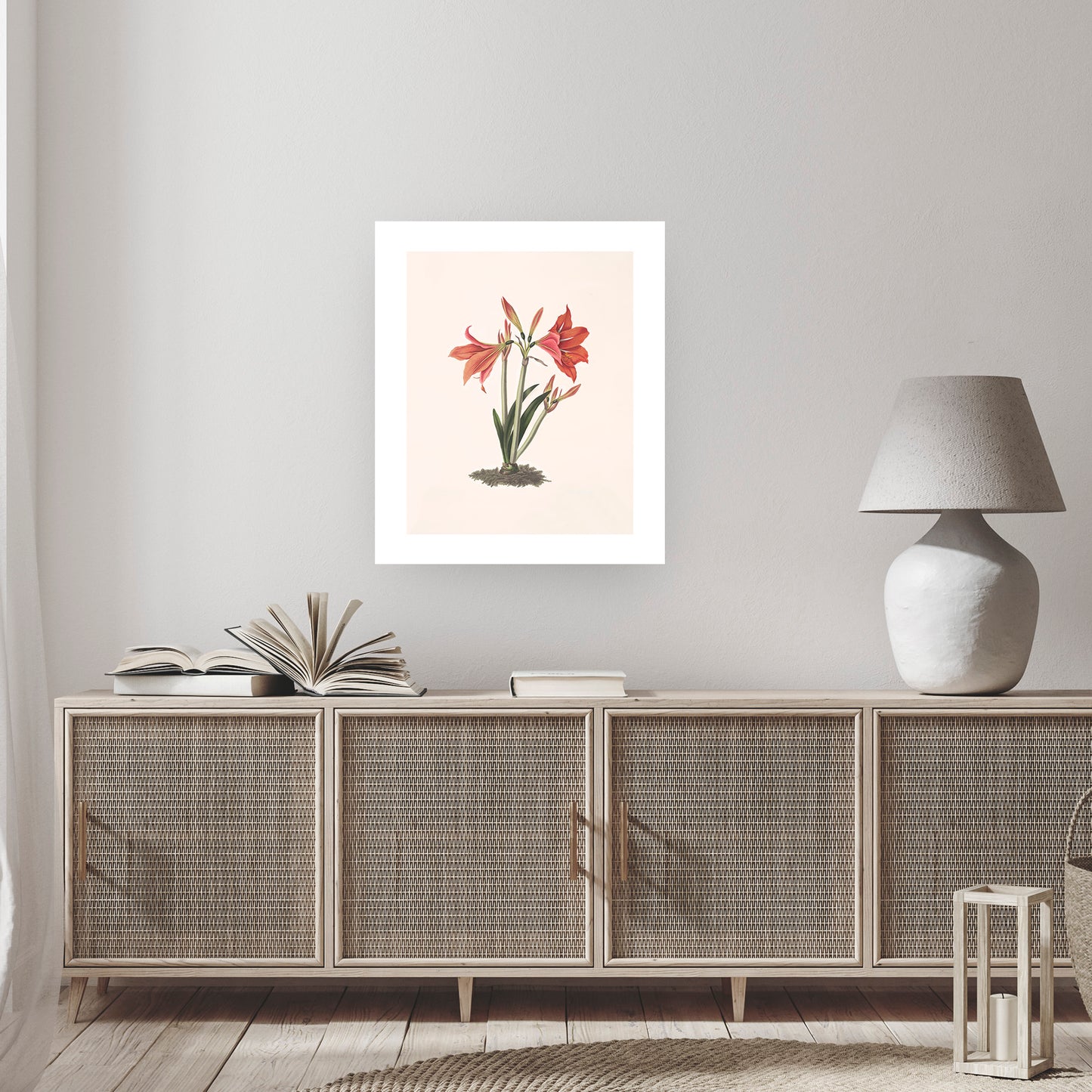 MEXICAN LILY (Amaryllis reginaæ) | Priscilla Susan Bury