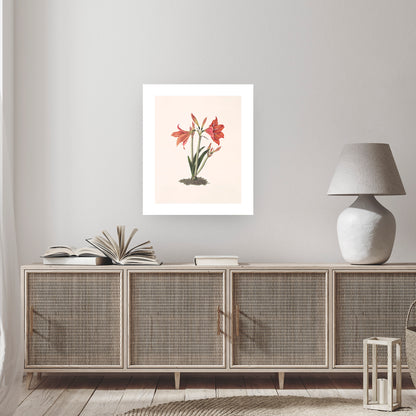 MEXICAN LILY (Amaryllis reginaæ) | Priscilla Susan Bury
