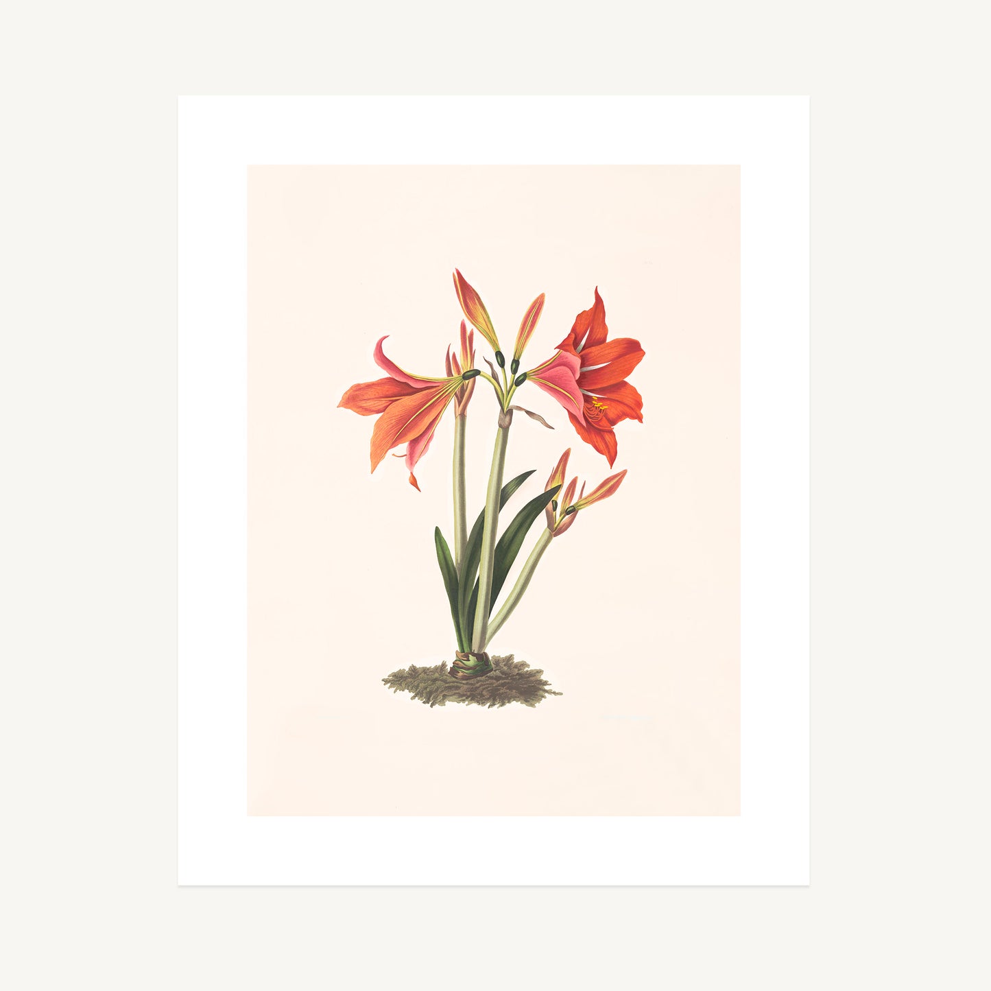 MEXICAN LILY (Amaryllis reginaæ) | Priscilla Susan Bury