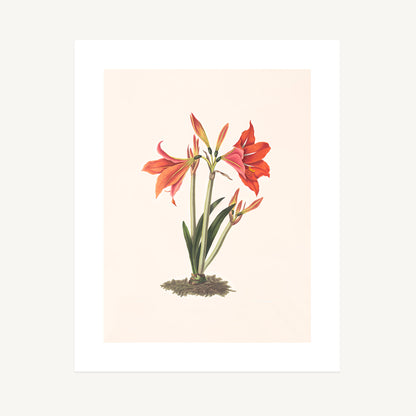 MEXICAN LILY (Amaryllis reginaæ) | Priscilla Susan Bury