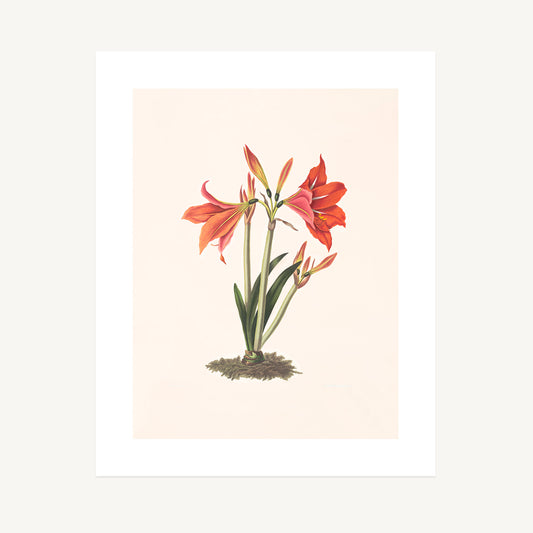 MEXICAN LILY (Amaryllis reginaæ) | Priscilla Susan Bury
