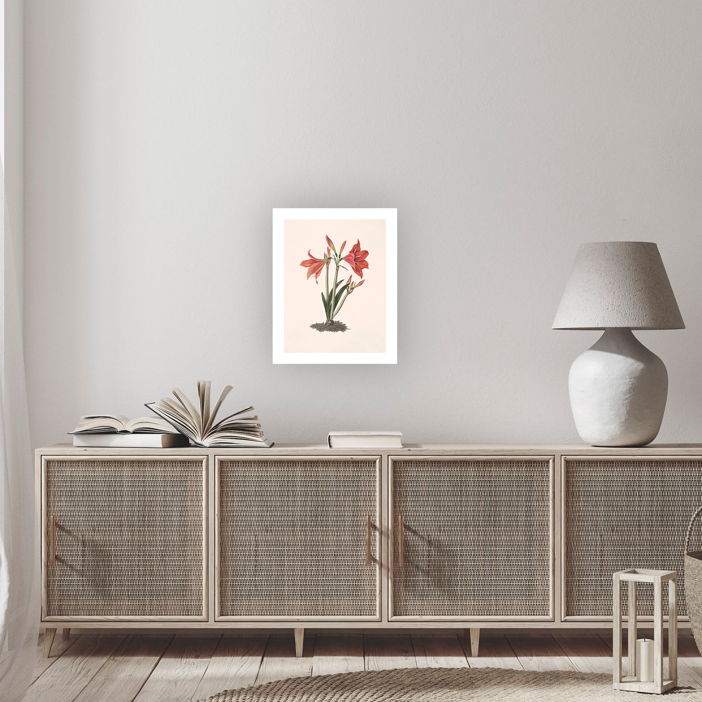 MEXICAN LILY (Amaryllis reginaæ) | Priscilla Susan Bury