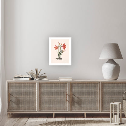 MEXICAN LILY (Amaryllis reginaæ) | Priscilla Susan Bury