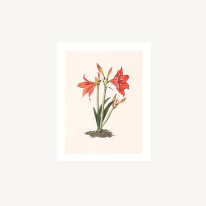 MEXICAN LILY (Amaryllis reginaæ) | Priscilla Susan Bury