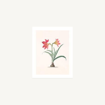 AMRYLLIS PLATYPETALA  | Priscilla Susan Bury