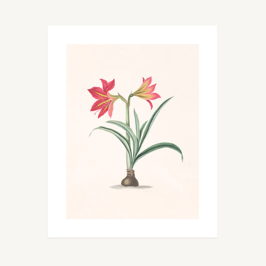 AMRYLLIS PLATYPETALA  | Priscilla Susan Bury