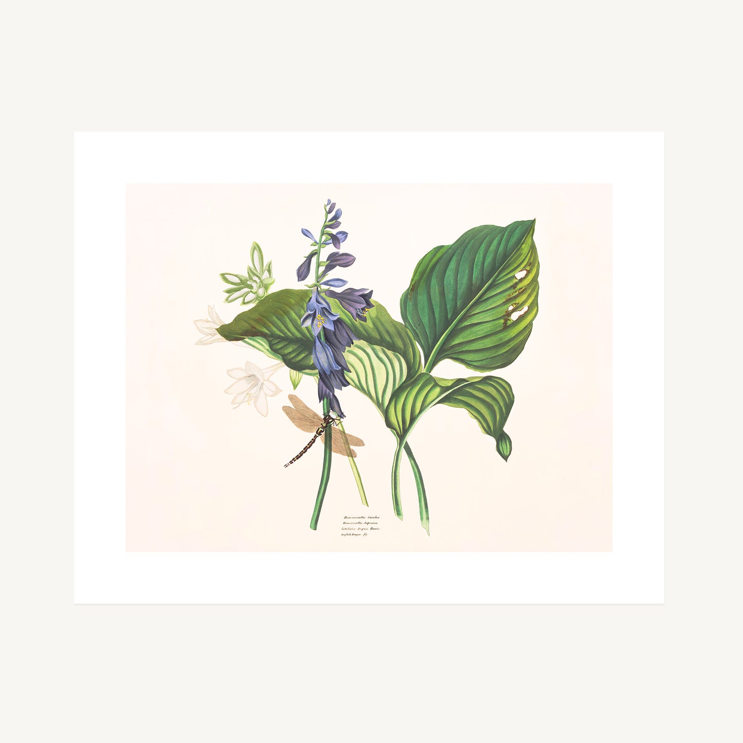 HEMEROCALLIS AND DRAGONFLY STUDY | Priscilla Susan Bury