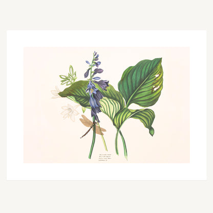 HEMEROCALLIS AND DRAGONFLY STUDY | Priscilla Susan Bury