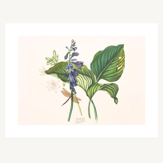 HEMEROCALLIS AND DRAGONFLY STUDY | Priscilla Susan Bury