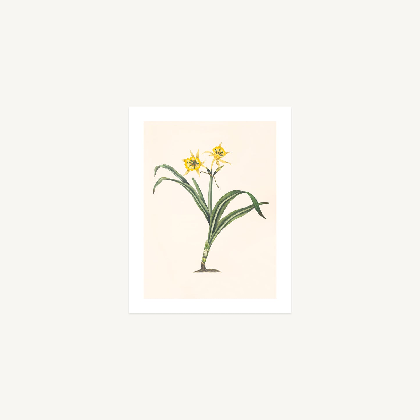 PERUVIAN DAFFODIL (Pancratium amancaes) | Priscilla Susan Bury