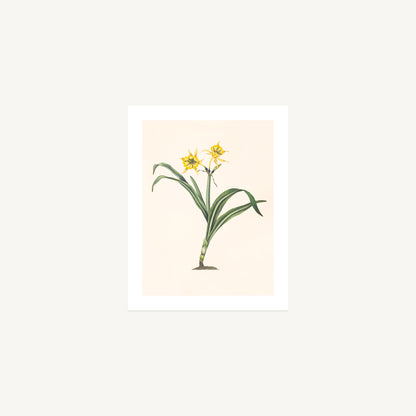 PERUVIAN DAFFODIL (Pancratium amancaes) | Priscilla Susan Bury