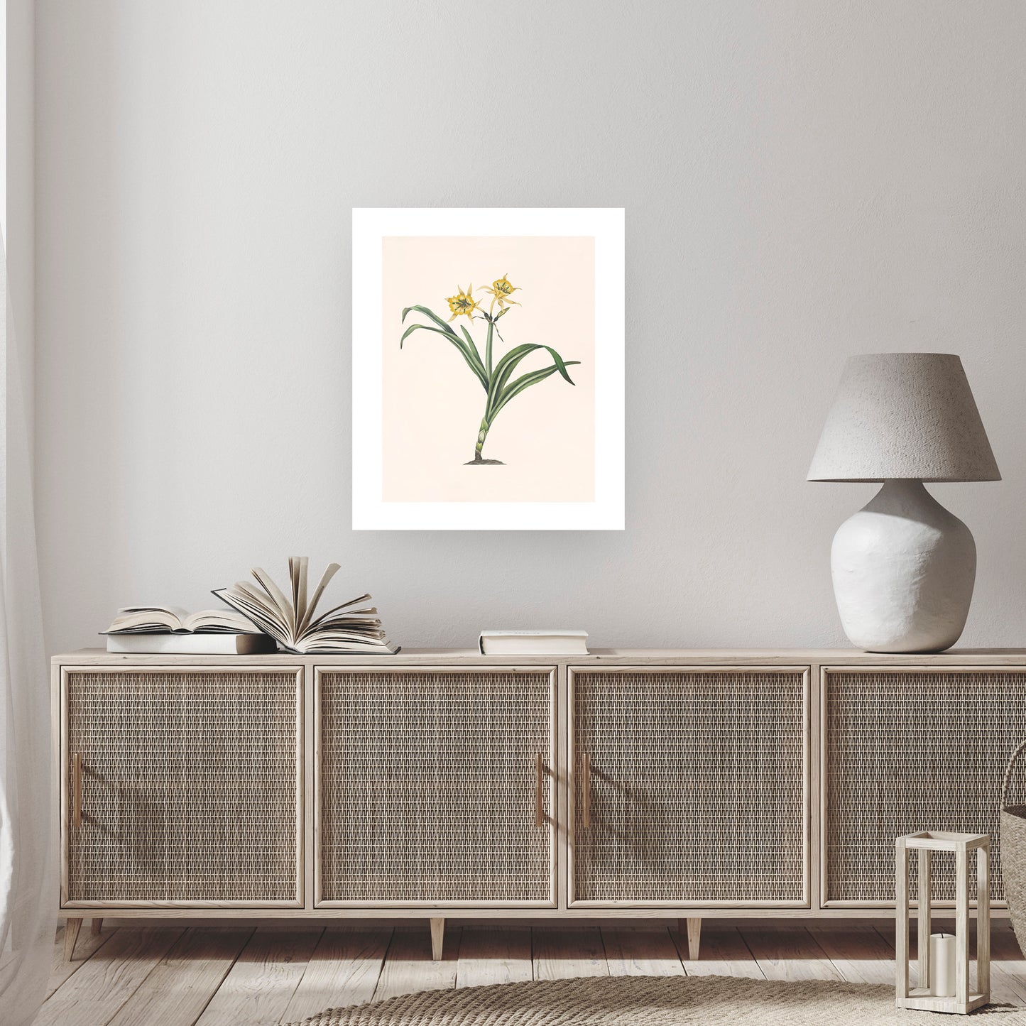 PERUVIAN DAFFODIL (Pancratium amancaes) | Priscilla Susan Bury