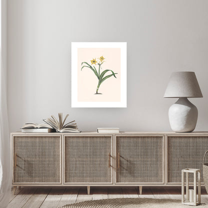 PERUVIAN DAFFODIL (Pancratium amancaes) | Priscilla Susan Bury