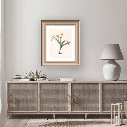 PERUVIAN DAFFODIL (Pancratium amancaes) | Priscilla Susan Bury