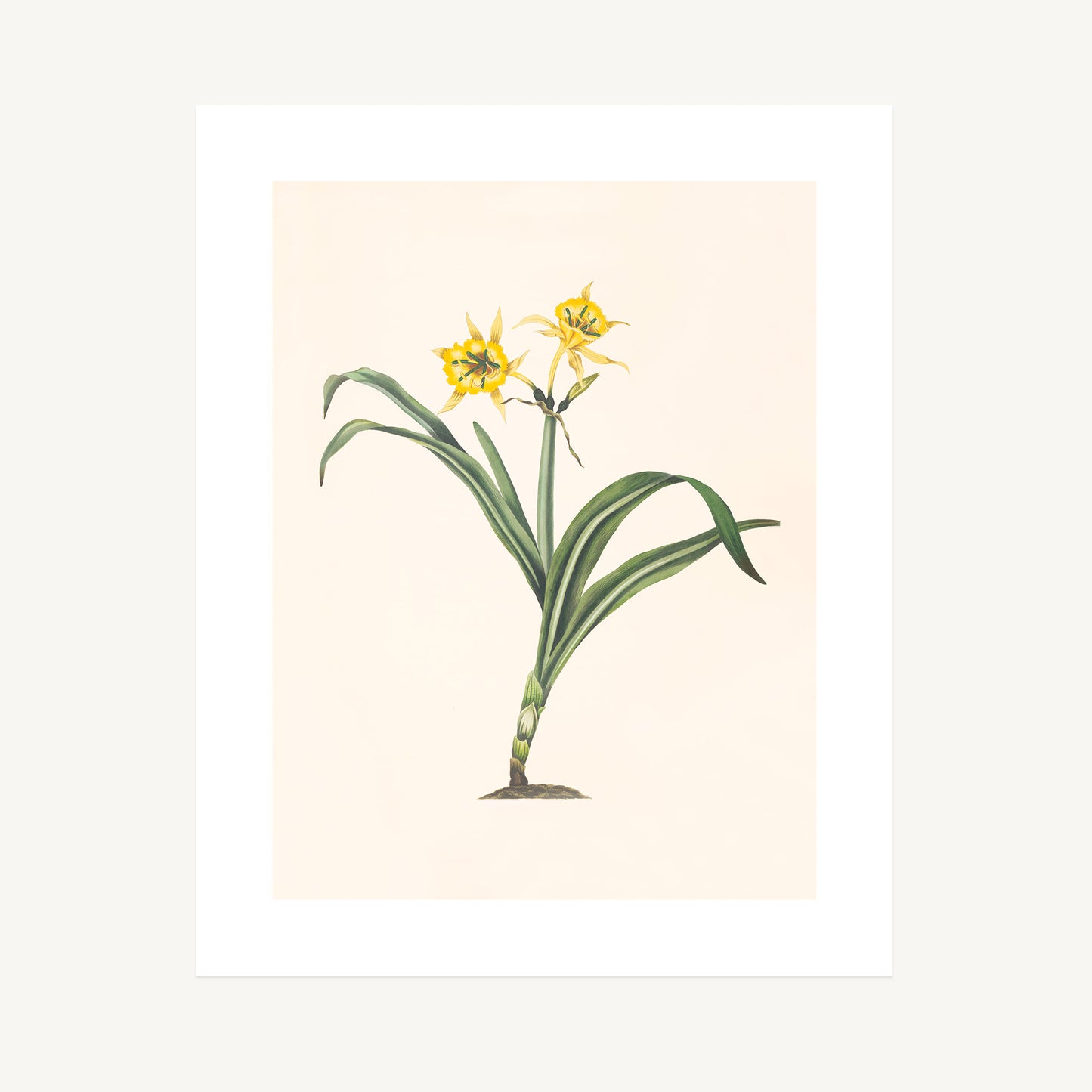 PERUVIAN DAFFODIL (Pancratium amancaes) | Priscilla Susan Bury