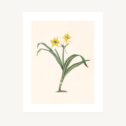 PERUVIAN DAFFODIL (Pancratium amancaes) | Priscilla Susan Bury