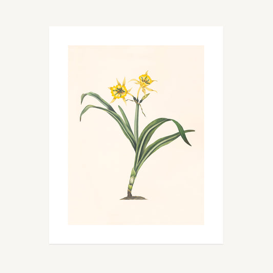 PERUVIAN DAFFODIL (Pancratium amancaes) | Priscilla Susan Bury