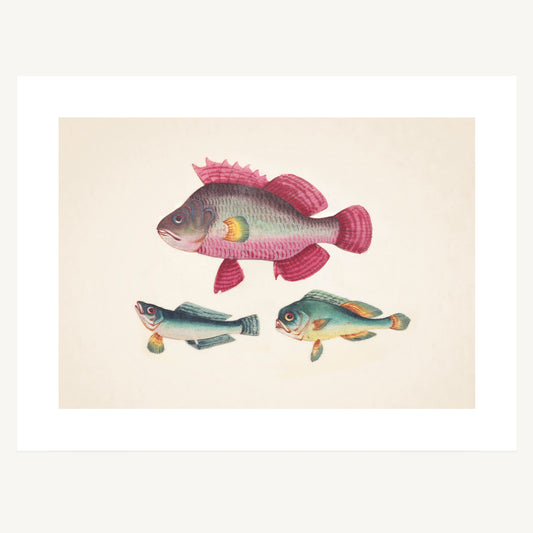 ONE PINK FISH, TWO GREEN FISH | Artist Unknown