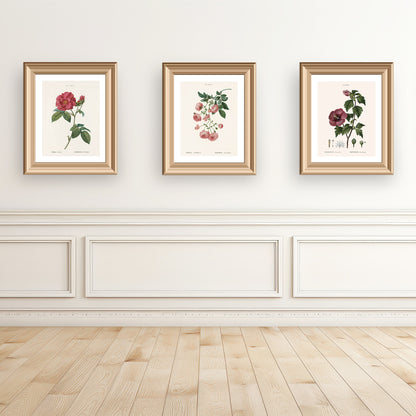 MULTIFLORA ROSE (Rosa Multiflora) | Pierre Joseph Redouté