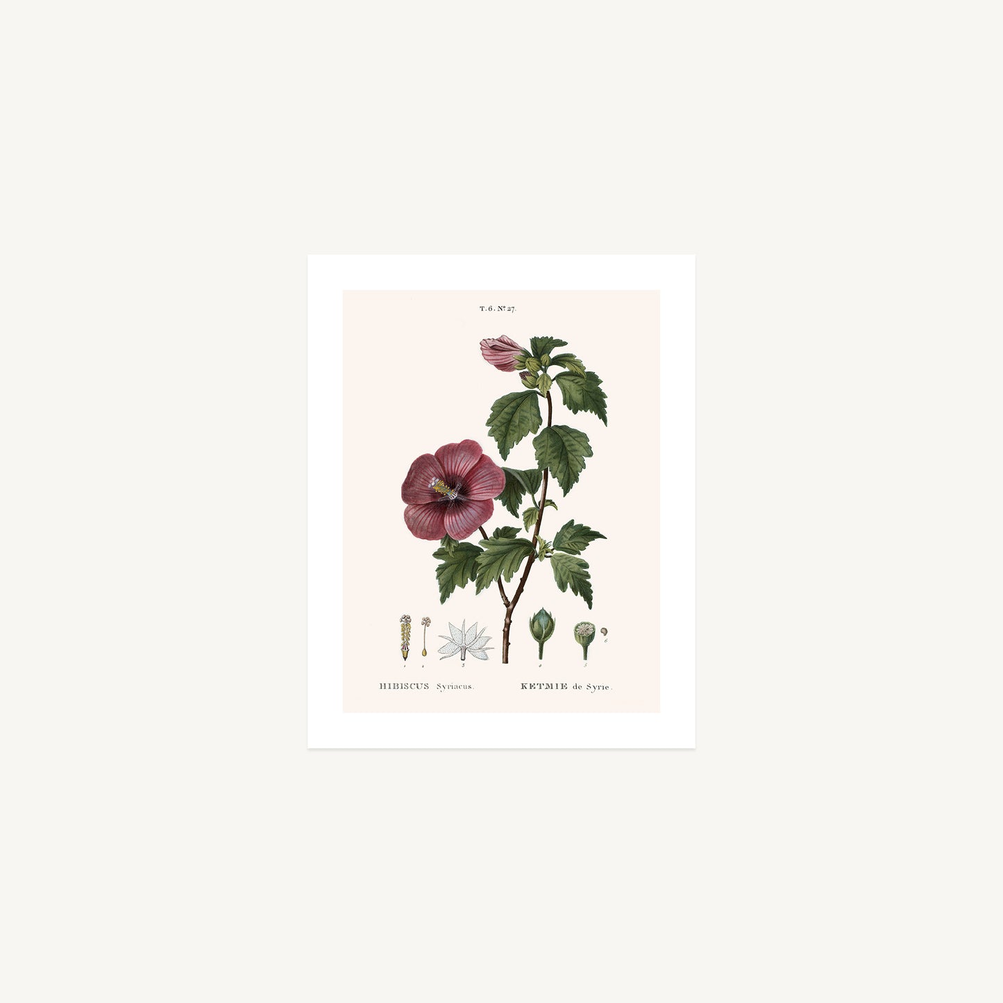SYRIAN HIBISCUS (Hibiscus Syriacus) | Pierre Joseph Redouté