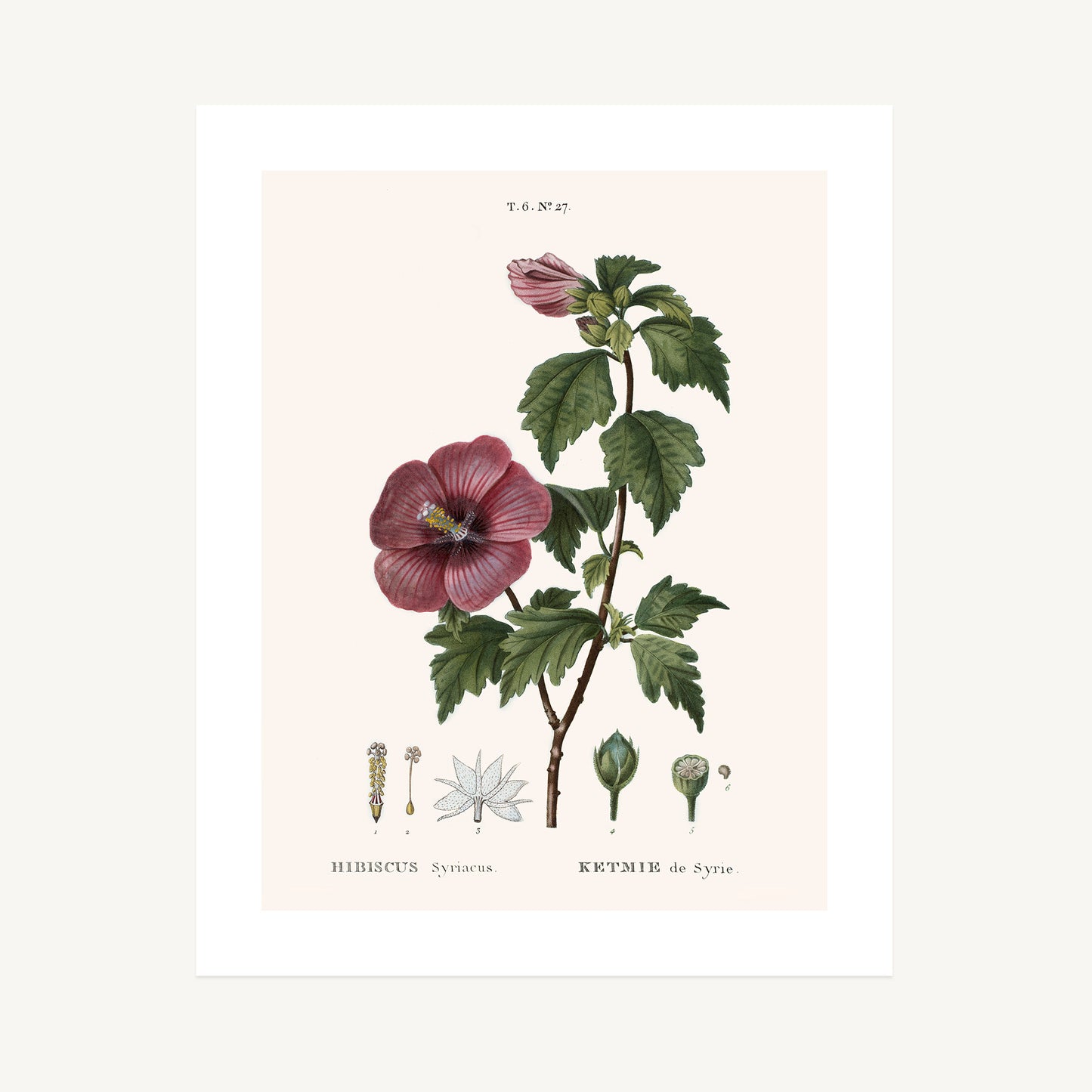 SYRIAN HIBISCUS (Hibiscus Syriacus) | Pierre Joseph Redouté