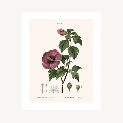 SYRIAN HIBISCUS (Hibiscus Syriacus) | Pierre Joseph Redouté