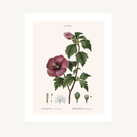 SYRIAN HIBISCUS (Hibiscus Syriacus) | Pierre Joseph Redouté