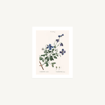 ITALIAN CLEMATIS (Clematis viticella) | Pierre Joseph Redouté