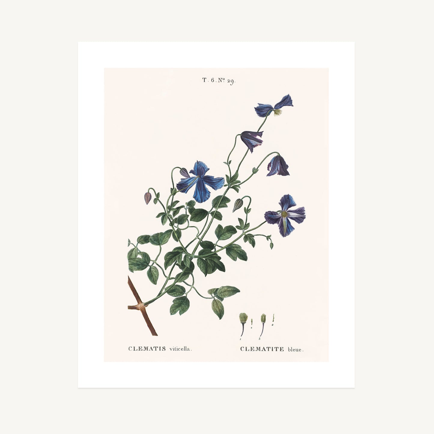 ITALIAN CLEMATIS (Clematis viticella) | Pierre Joseph Redouté