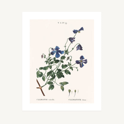 ITALIAN CLEMATIS (Clematis viticella) | Pierre Joseph Redouté