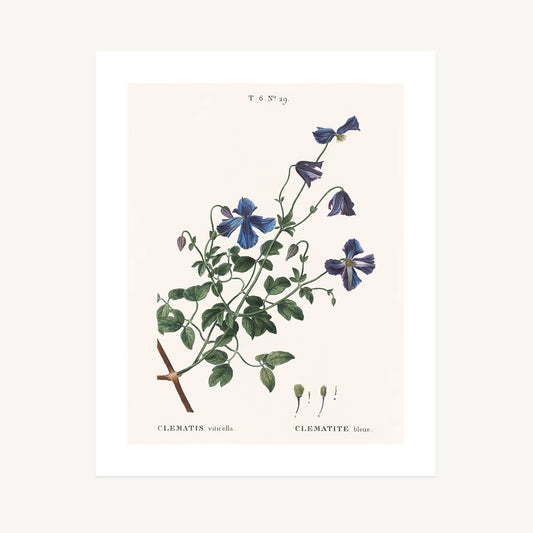 ITALIAN CLEMATIS (Clematis viticella) | Pierre Joseph Redouté