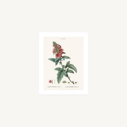 MEDITERRANEAN MALLOW (Lavatera Olbia) | Pierre Joseph Redouté