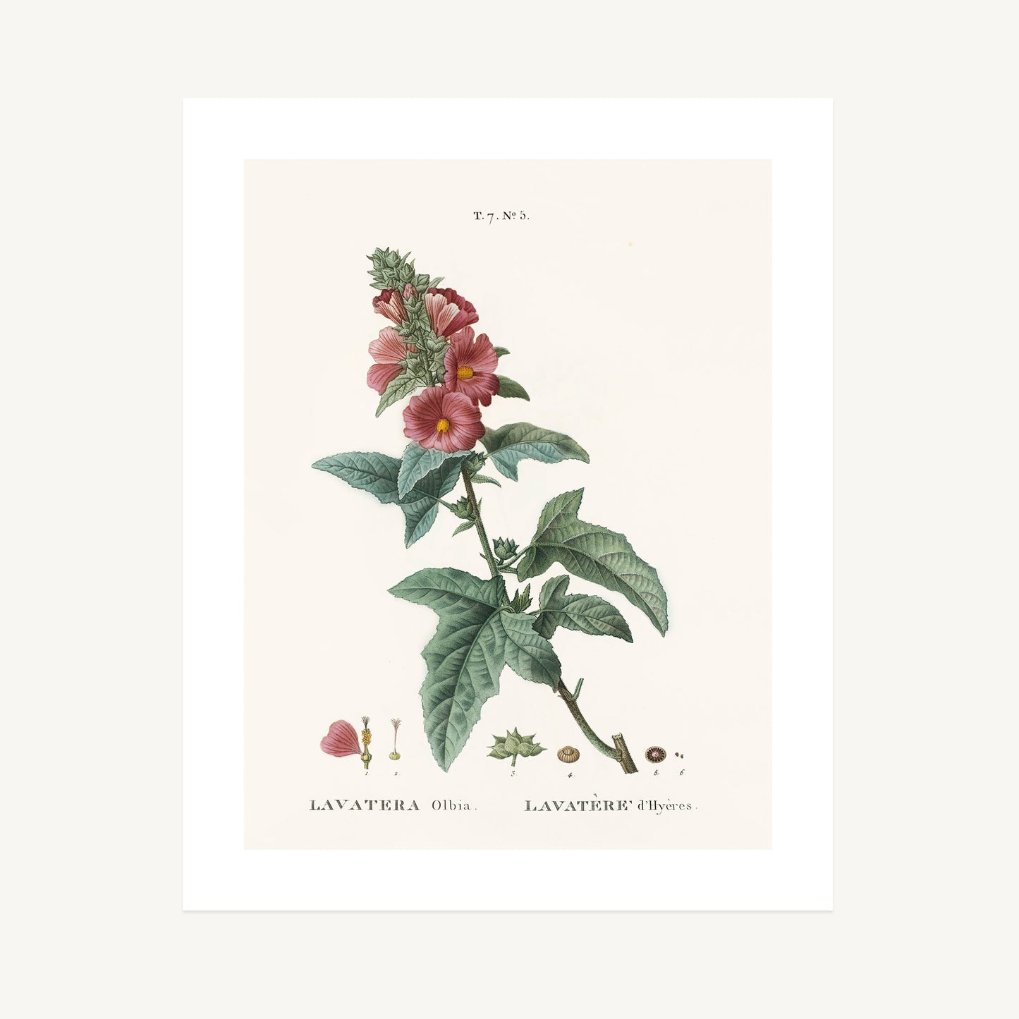 MEDITERRANEAN MALLOW (Lavatera Olbia) | Pierre Joseph Redouté