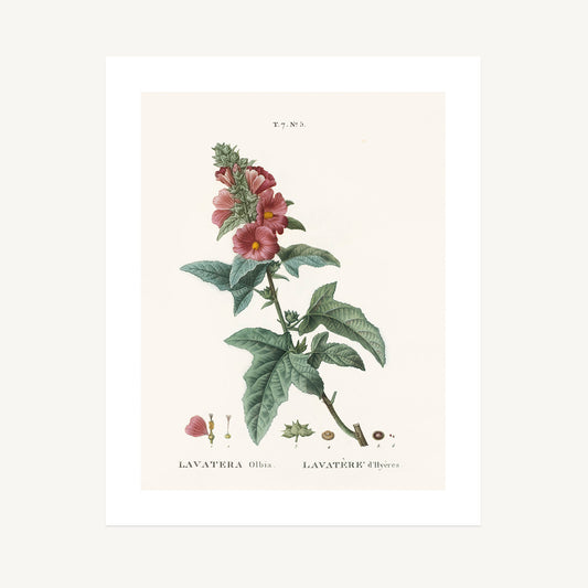 MEDITERRANEAN MALLOW (Lavatera Olbia) | Pierre Joseph Redouté