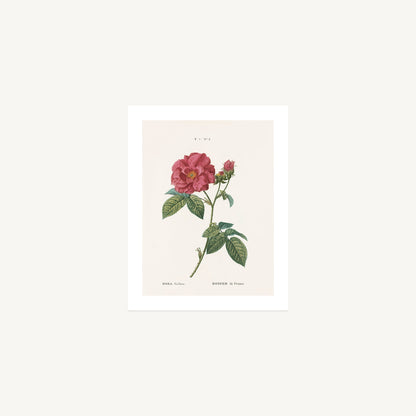 RED ROSE (Rosa Gallica) | Pierre Joseph Redouté