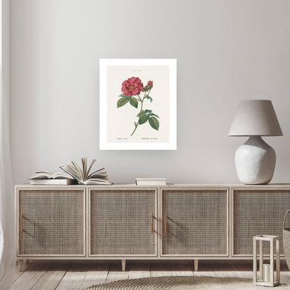 RED ROSE (Rosa Gallica) | Pierre Joseph Redouté