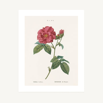 RED ROSE (Rosa Gallica) | Pierre Joseph Redouté