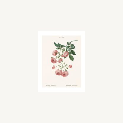 MULTIFLORA ROSE (Rosa Multiflora) | Pierre Joseph Redouté