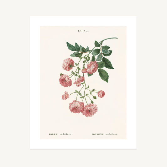 MULTIFLORA ROSE (Rosa Multiflora) | Pierre Joseph Redouté