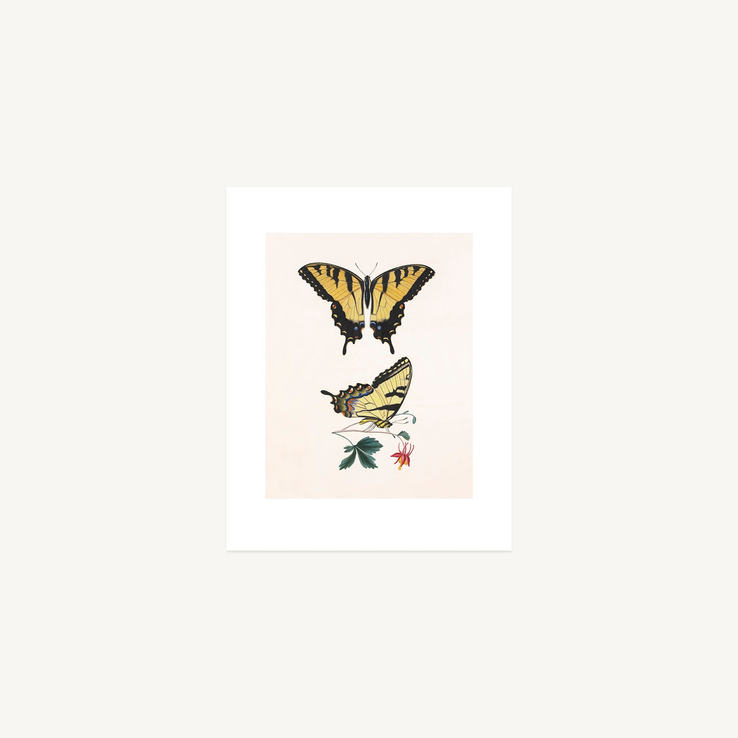 EASTERN TIGER SWALLOWTAIL | Thomas Say, American Entomology
