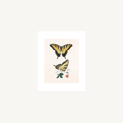 EASTERN TIGER SWALLOWTAIL | Thomas Say, American Entomology
