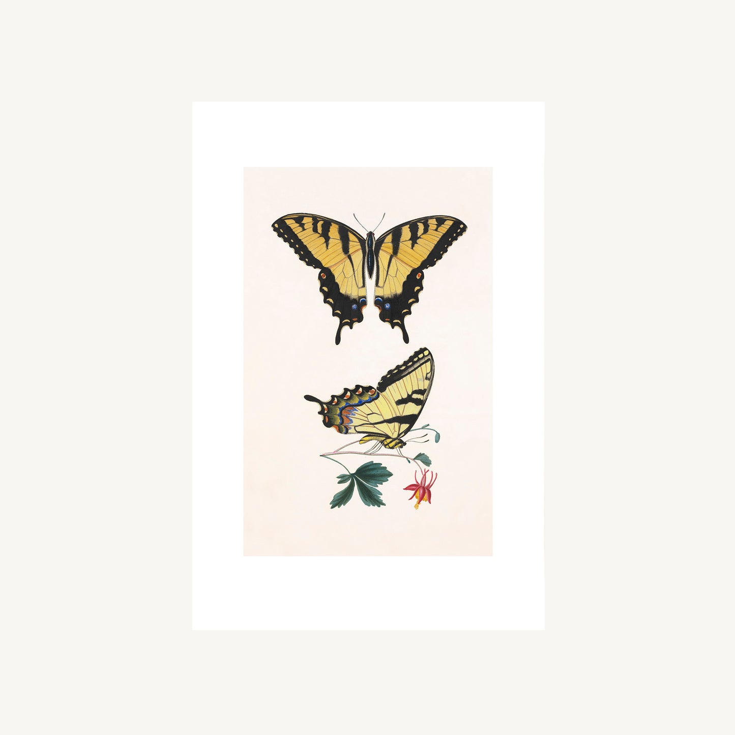 EASTERN TIGER SWALLOWTAIL | Thomas Say, American Entomology