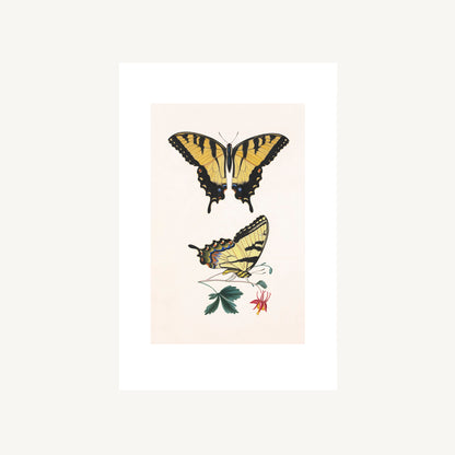 EASTERN TIGER SWALLOWTAIL | Thomas Say, American Entomology