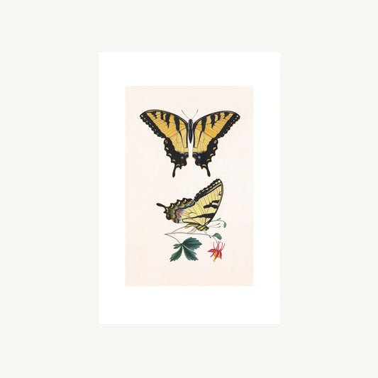 EASTERN TIGER SWALLOWTAIL | Thomas Say, American Entomology