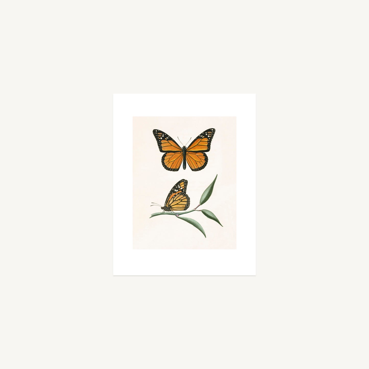 MONARCH BUTTERFLY | Thomas Say, American Entomology