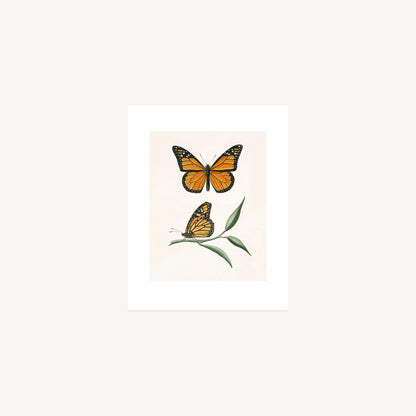 MONARCH BUTTERFLY | Thomas Say, American Entomology